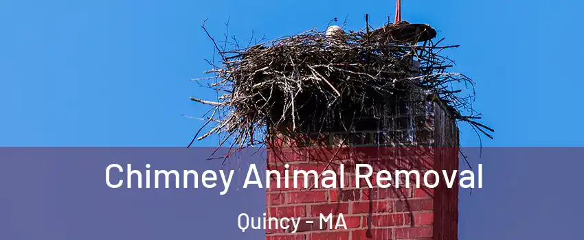  Chimney Animal Removal Quincy - MA
