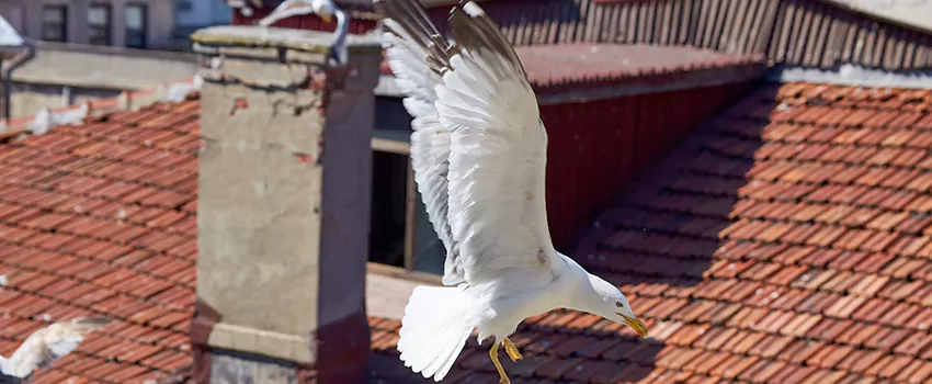 Residential Chimney Animal Removal Solution in Quincy, MA