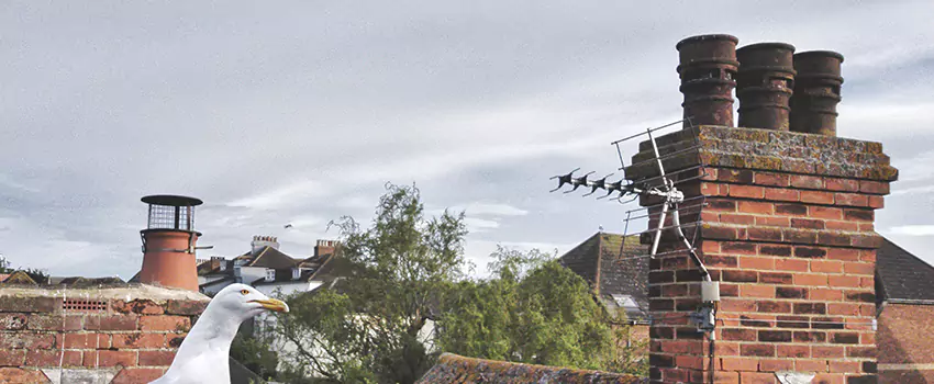 Chimney Cleaning And Restoration in Quincy, Massachusetts